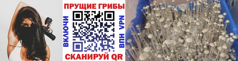 Галлюциногенные грибы Magic Shrooms  Купить  Краснознаменск 